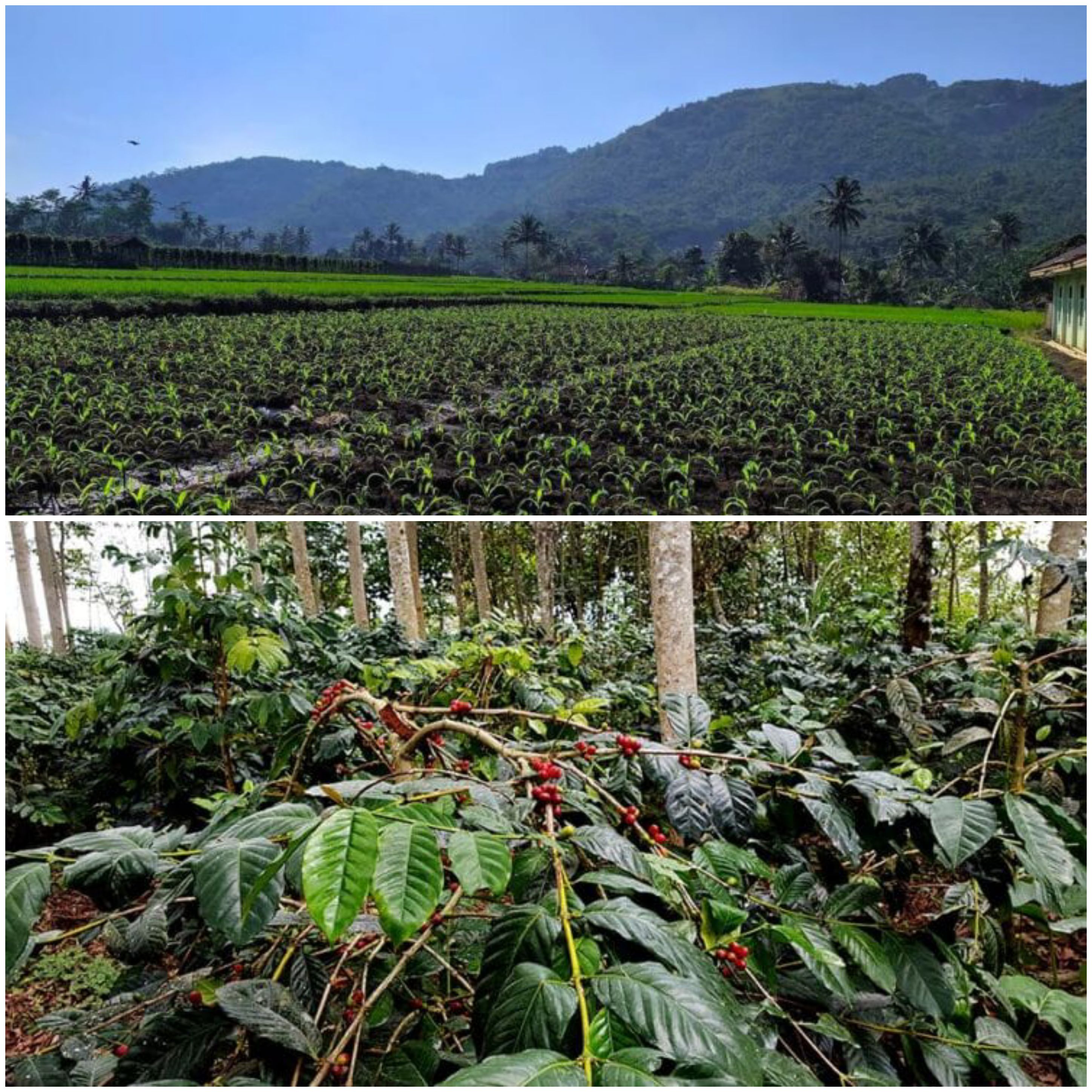 Desa Prianganjaya Memiliki Pertanian Potensial, Berikut Komoditas Kopi