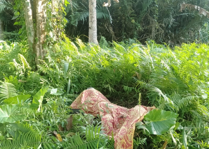 Geger, Jenazah Pria Ditemukan Membusuk Di Hutan Halmahera Utara